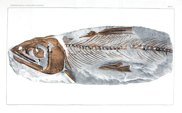 Ilustracja Ryby Kopalne — Zdjęcie stockowe