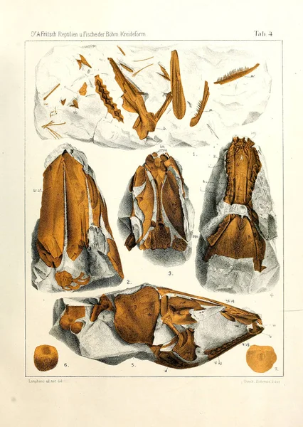 Ilustrace Fosilních Ryb — Stock fotografie