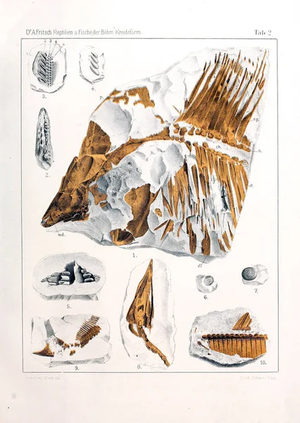 Ilustracja Ryby Kopalne — Zdjęcie stockowe