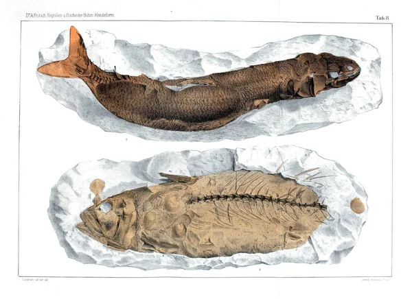 Fosil balık gösterimi.