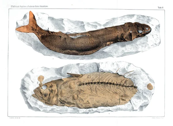 Fosil Balık Gösterimi — Stok fotoğraf