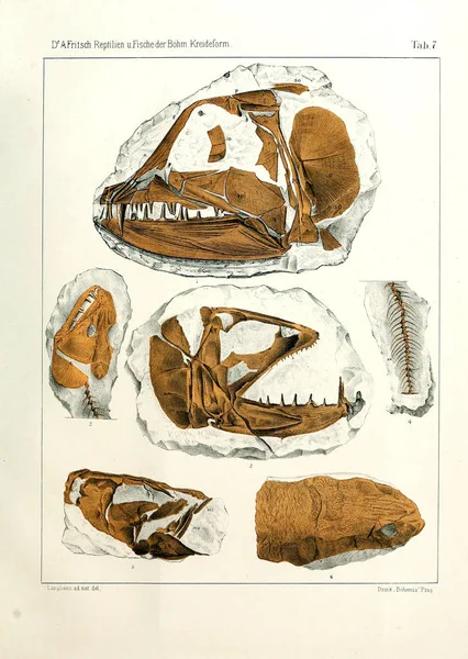 Fosil balık gösterimi.