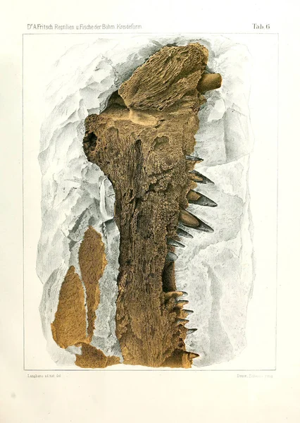 Fosil balık gösterimi.