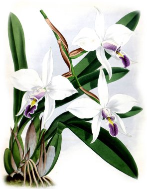 Orkide çiçek beyaz arka plan