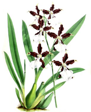 Orkide çiçek beyaz arka plan