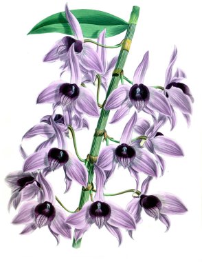 Orkide çiçek beyaz arka plan