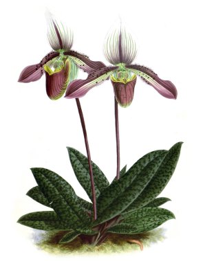 Orkide çiçek beyaz arka plan