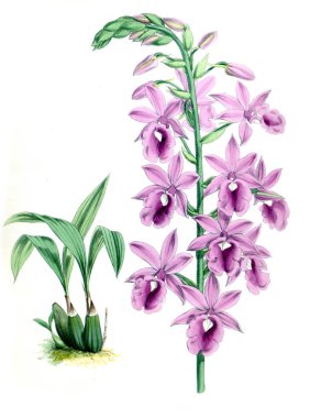 Orkide çiçek beyaz arka plan