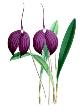 Orkide çiçek beyaz arka plan