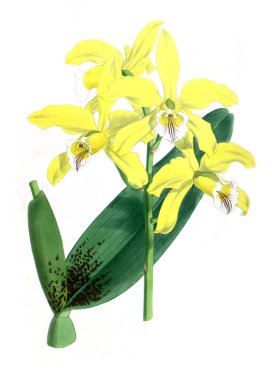 Orkide çiçek beyaz arka plan