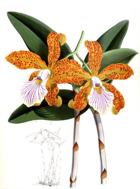 Orkide çiçek beyaz arka plan