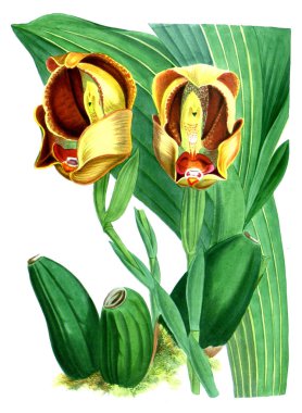 Orkide çiçek beyaz arka plan