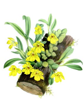 Orkide çiçek beyaz arka plan