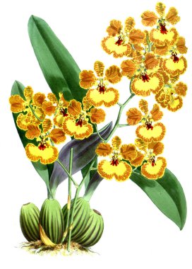 Orkide çiçek beyaz arka plan