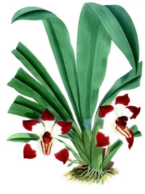 Orkide çiçek beyaz arka plan