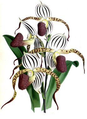 Orkide çiçek beyaz arka plan