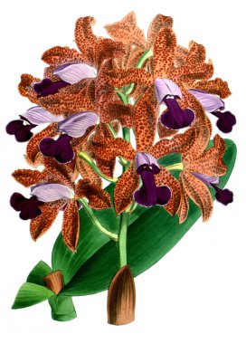 Orkide çiçek beyaz arka plan