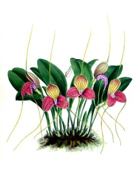 Orkide çiçek beyaz arka plan