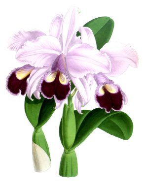 Orkide çiçek beyaz arka plan