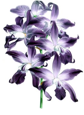 Orkide çiçek beyaz arka plan