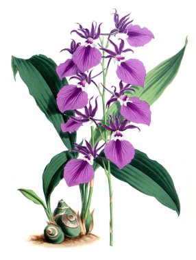 Orkide çiçek beyaz arka plan