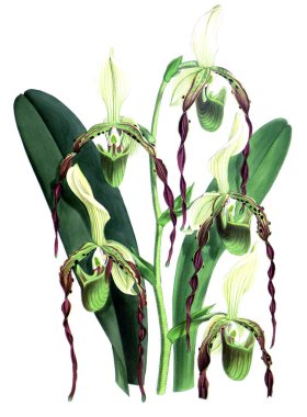 Orkide çiçek beyaz arka plan