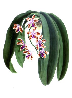 Orkide çiçek beyaz arka plan