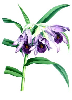 Orkide çiçek beyaz arka plan