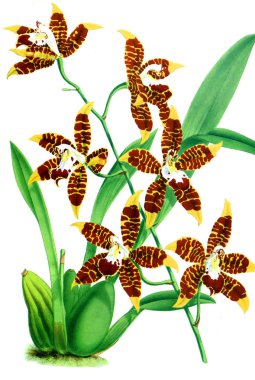 Orkide çiçek beyaz arka plan