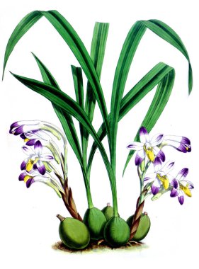 Orkide çiçek beyaz arka plan