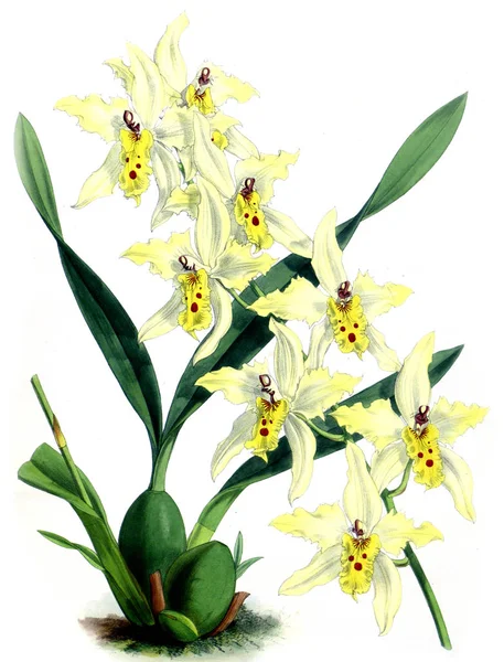 Orkide çiçek beyaz arka plan