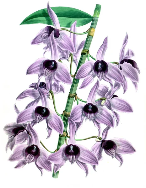 Orkide çiçek beyaz arka plan