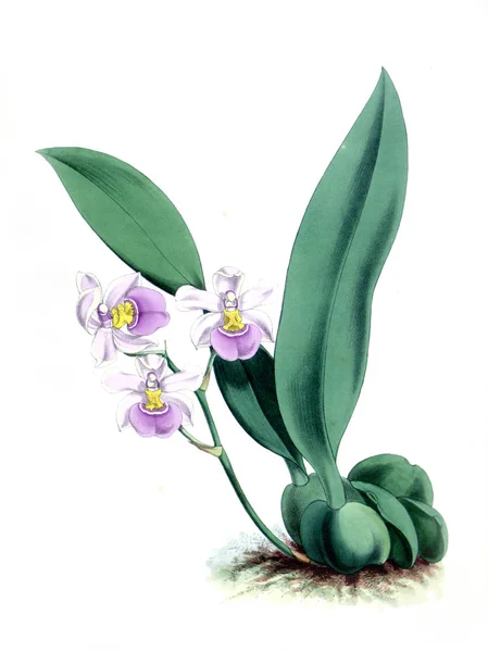 Orchidée Fleur Fond Blanc — Photo