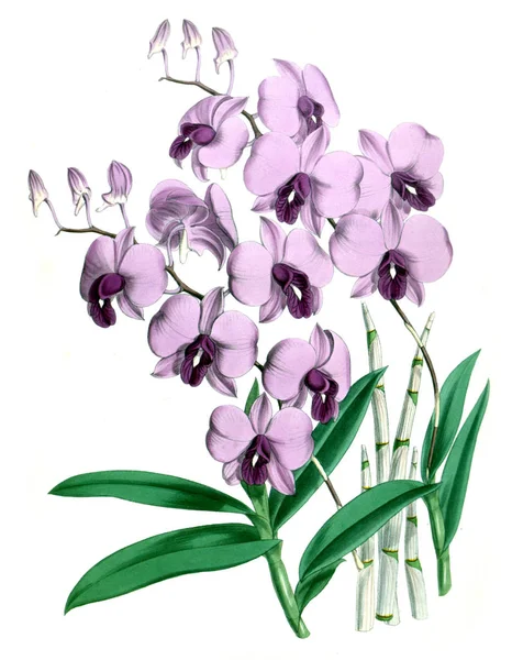 Orkide çiçek beyaz arka plan