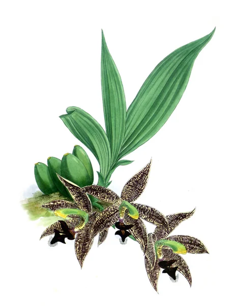 Orkide çiçek beyaz arka plan