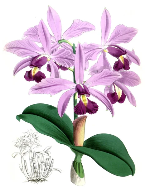 Orkide çiçek beyaz arka plan