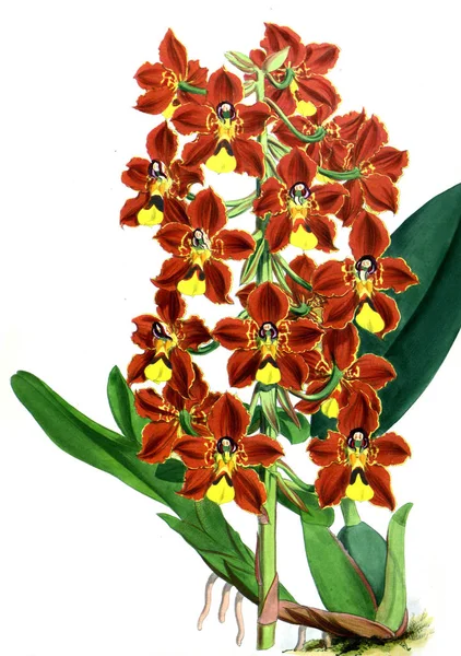 Orkide çiçek beyaz arka plan