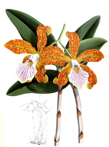 Orkide çiçek beyaz arka plan