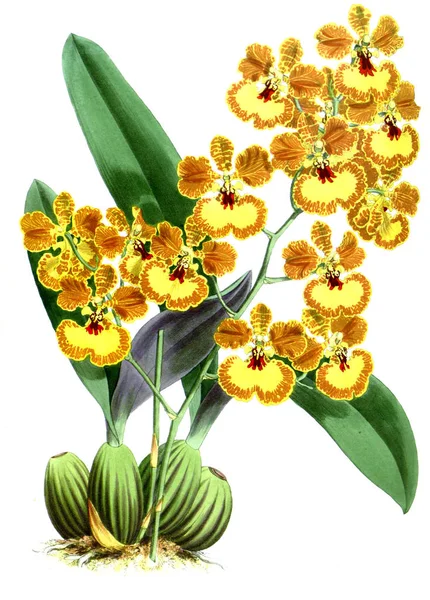 Orkide çiçek beyaz arka plan