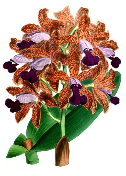 Orkide çiçek beyaz arka plan