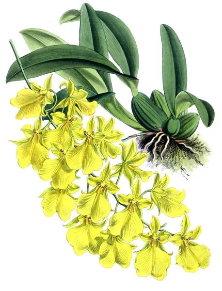 Orkide çiçek beyaz arka plan