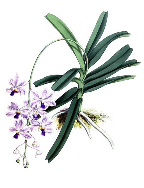 Orchidea Kwiat Białe Tło — Zdjęcie stockowe