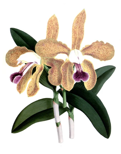 Fondo Bianco Del Fiore Del Orchid — Foto Stock