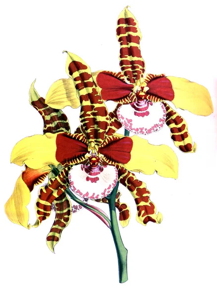 Orchidee Blume Weißer Hintergrund — Stockfoto