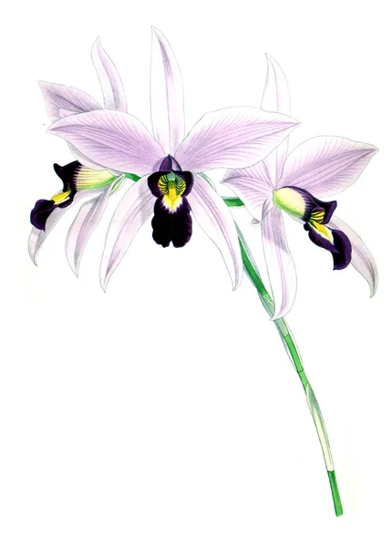 白い蘭の花背景 — ストック写真