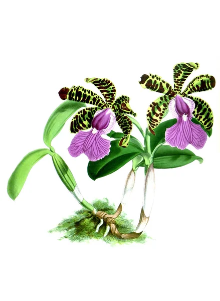 Orkide çiçek beyaz arka plan