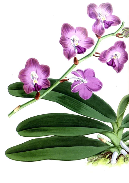 Orkide çiçek beyaz arka plan