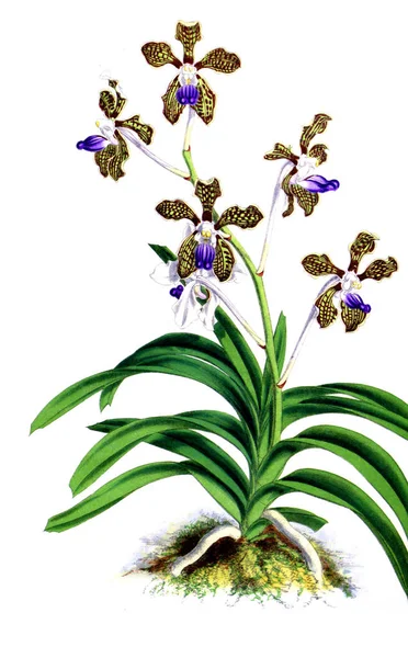 Fondo Bianco Del Fiore Del Orchid — Foto Stock