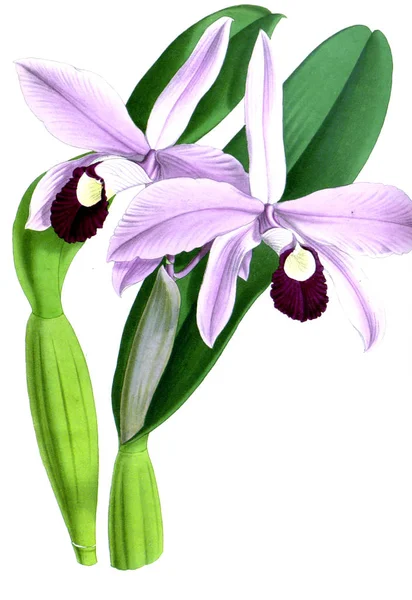 Flor Orquídea Fundo Branco — Fotografia de Stock