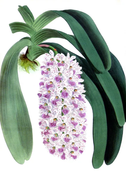 Orkide çiçek beyaz arka plan